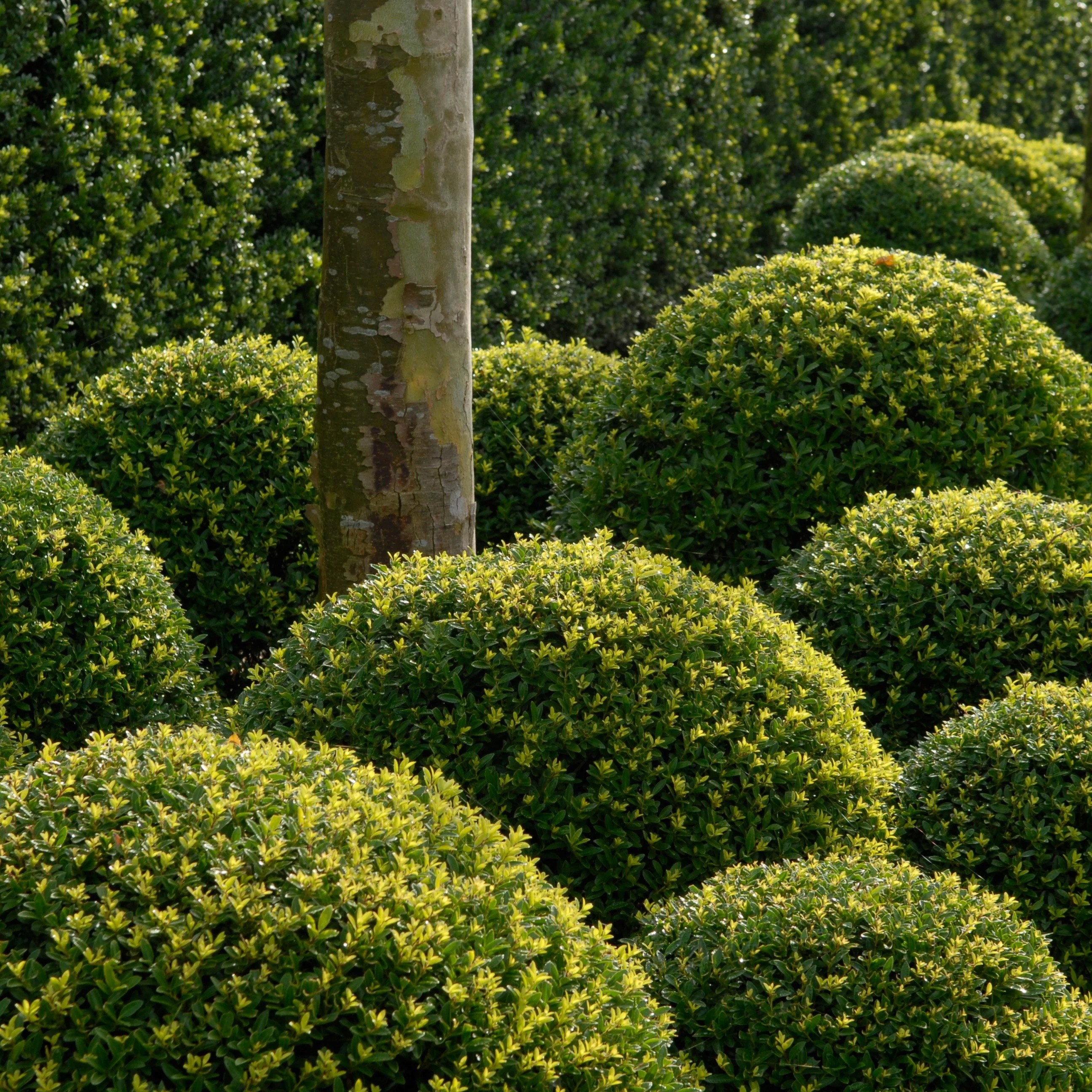 Ilex Crenata Dark Green | Box-Leaved Holly