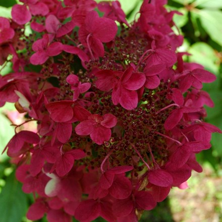 Hydrangea paniculata 'Wim's Red' (PBR) | Hydrangea |