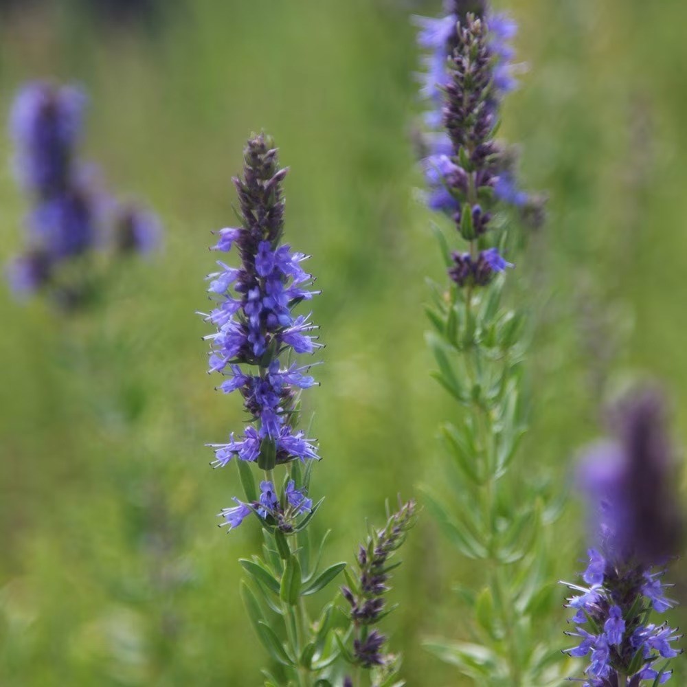 Hyssopus Officinalis | Hyssop Or Hyssopus Officinalis