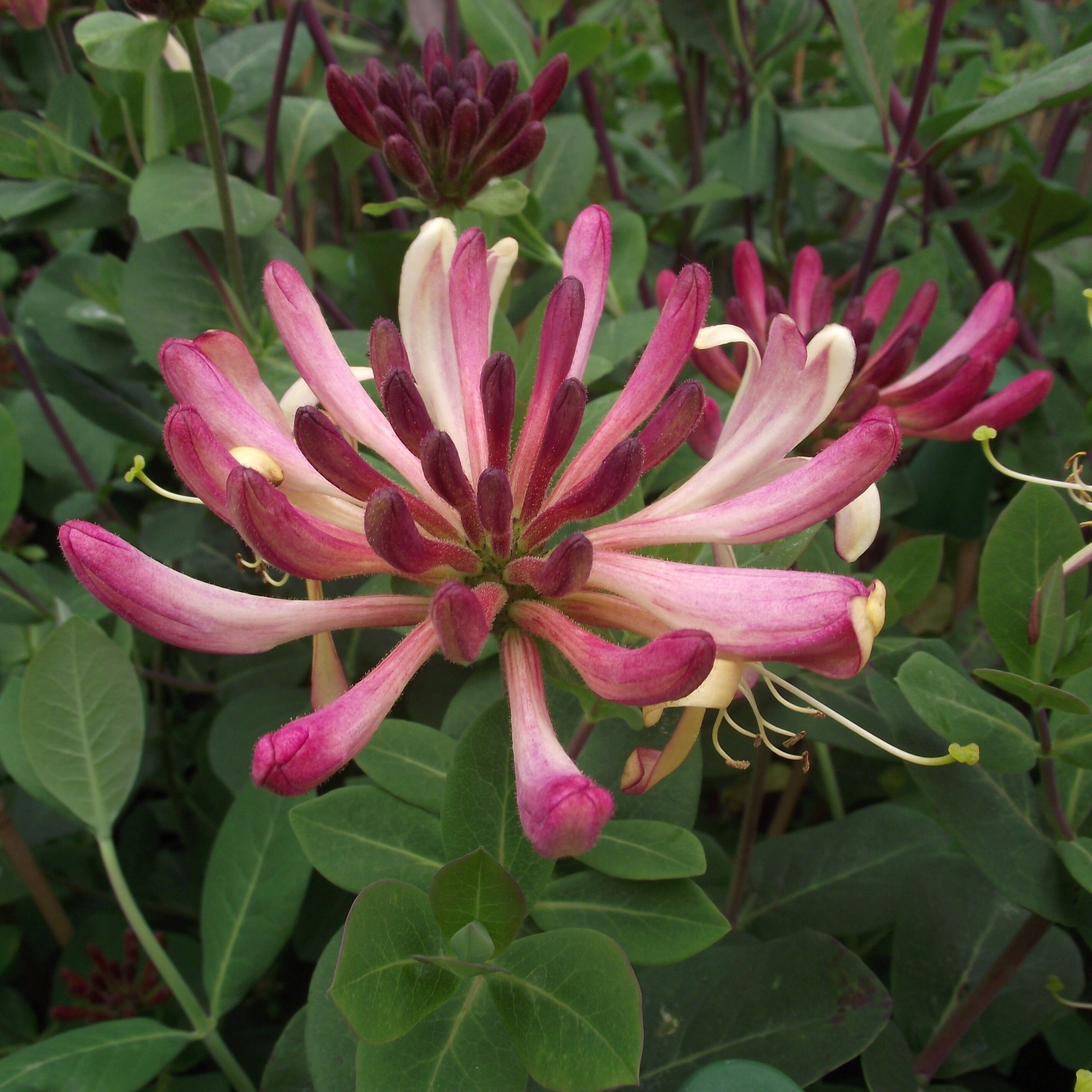 Lonicera Periclymenum Rhubarb And Custard | Honeysuckle