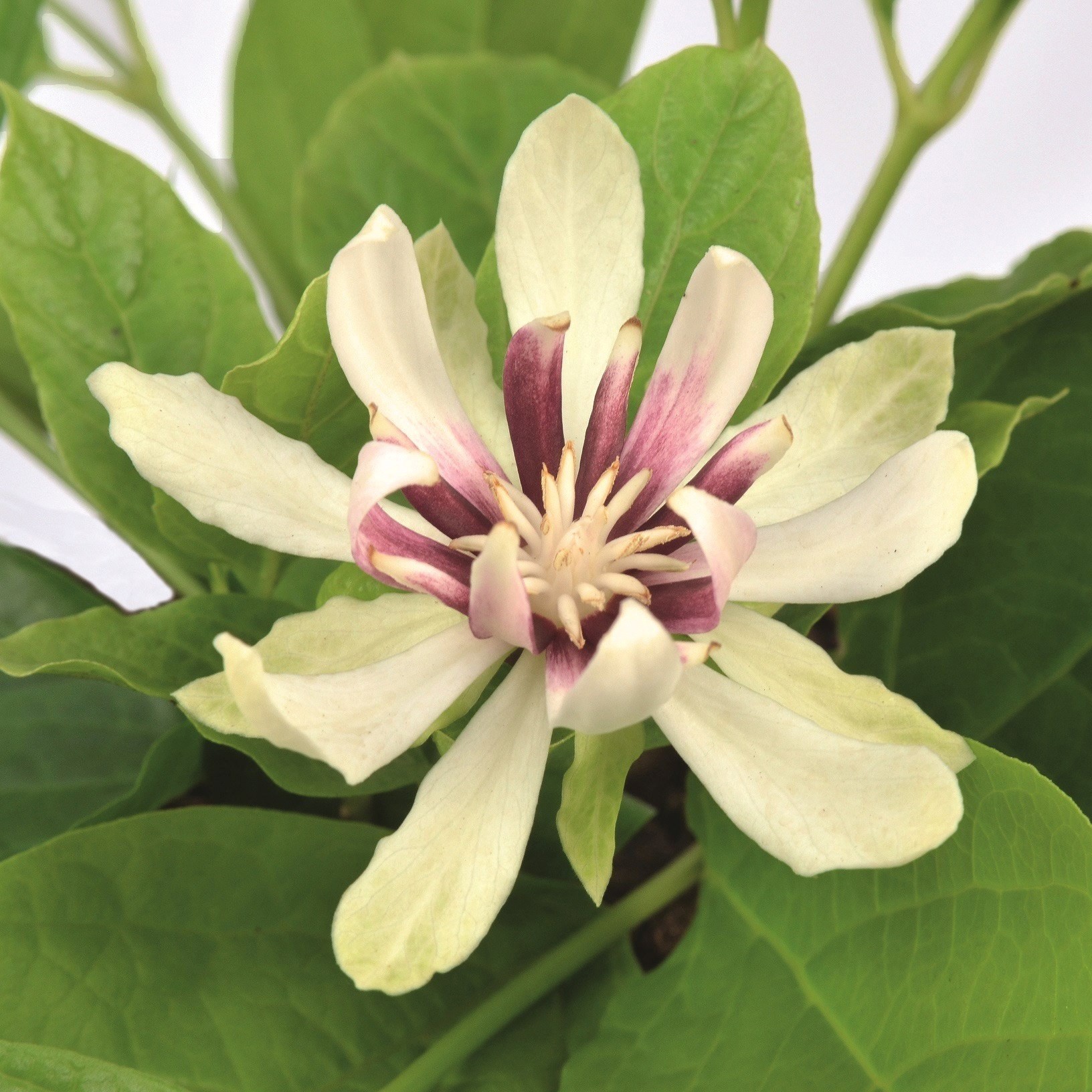 Calycanthus Venus | Carolina Allspice