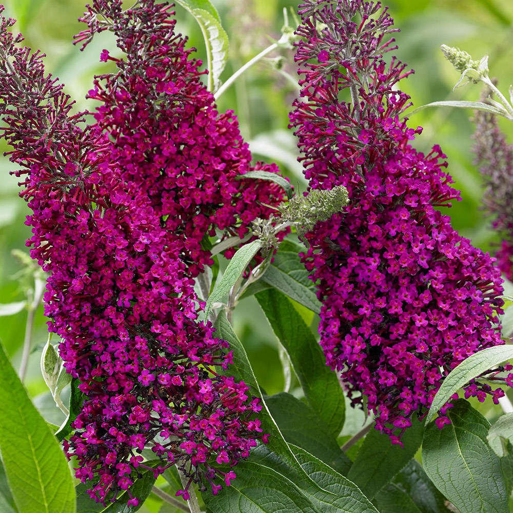 Buddleja Sugar Plum | Butterfly Bush