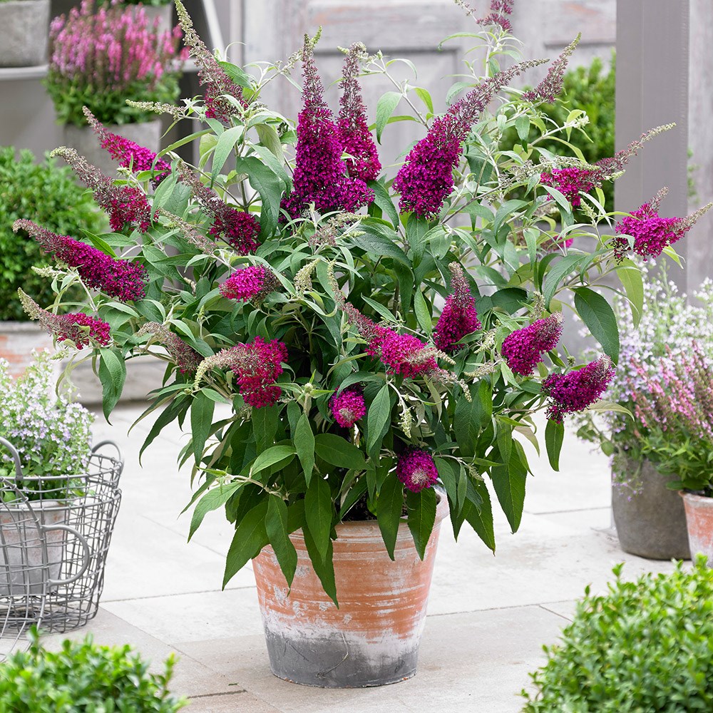 Buddleja Sugar Plum | Butterfly Bush