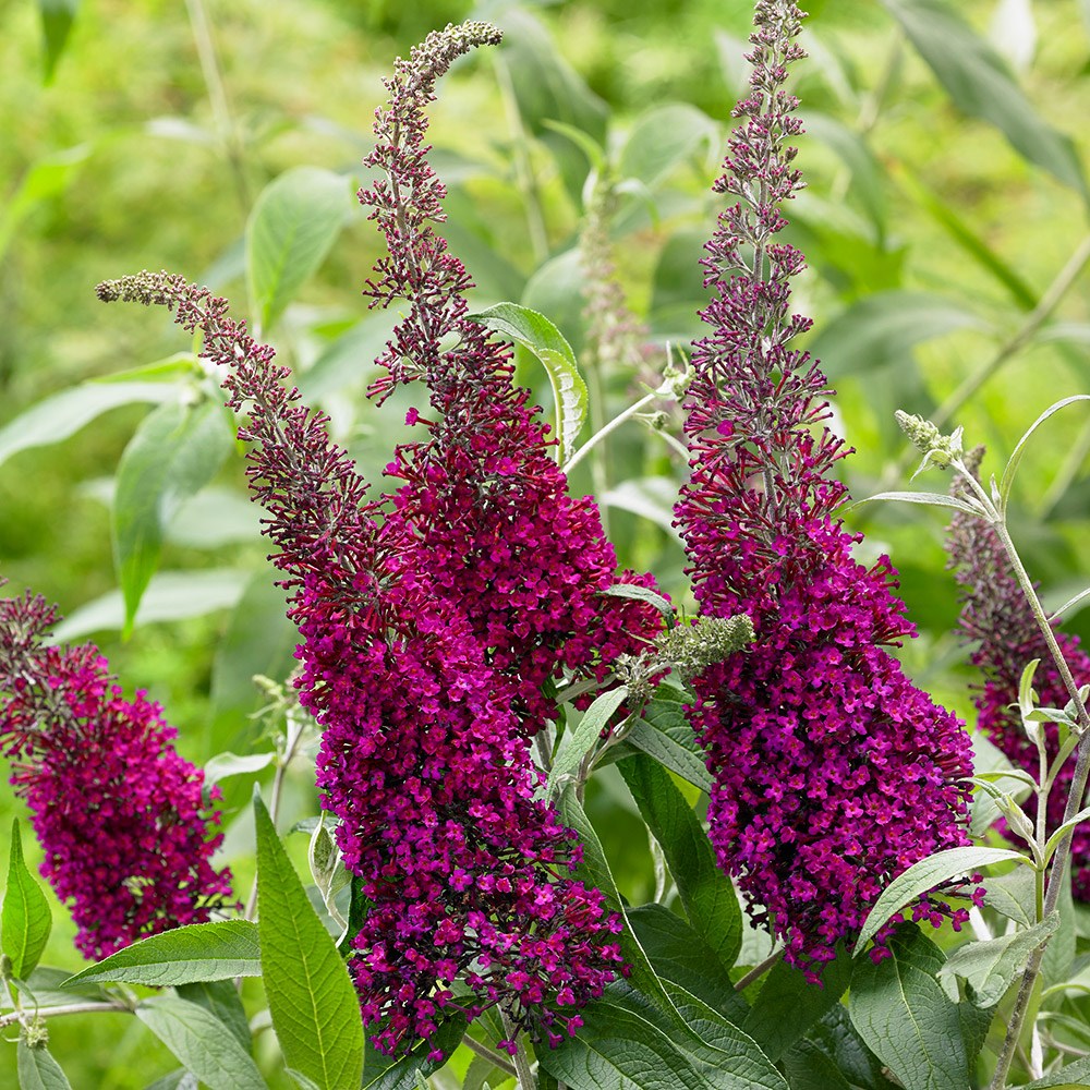 Buddleja Sugar Plum | Butterfly Bush