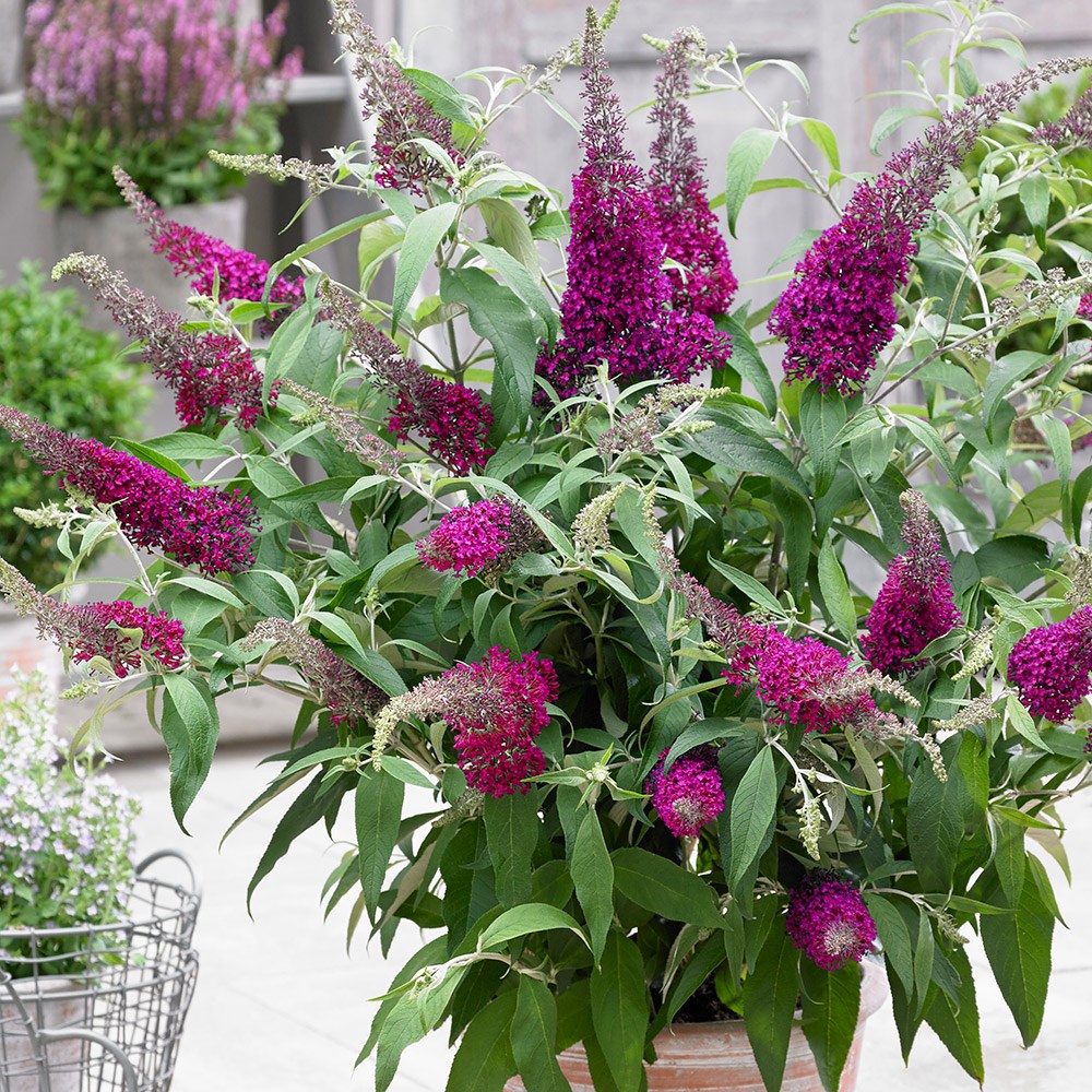 Buddleja Sugar Plum | Butterfly Bush