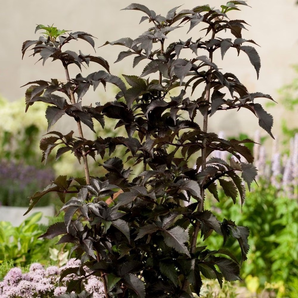 Sambucus Nigra F. Porphyrophylla Black Tower | Black Tower Elder