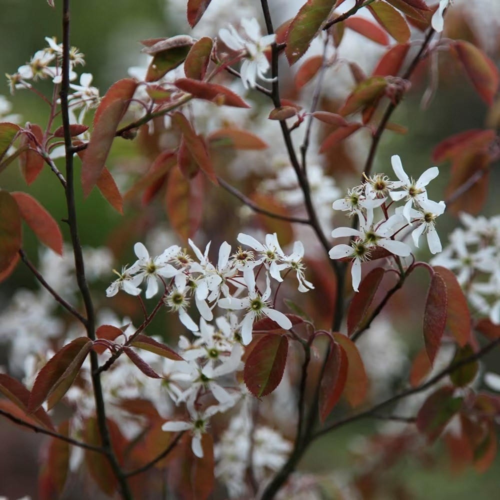Amelanchier Lamarckii | Snowy June Berry Or Snowy Mespilus
