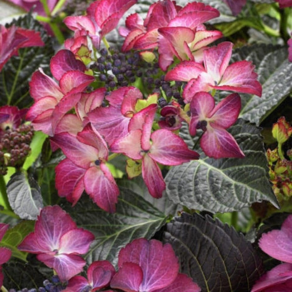 Hydrangea Macrophylla Dark Angel | Lacecap Hydrangea