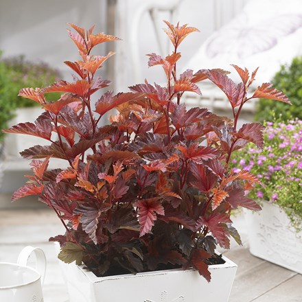 Physocarpus Opulifolius Little Angel | Ninebark