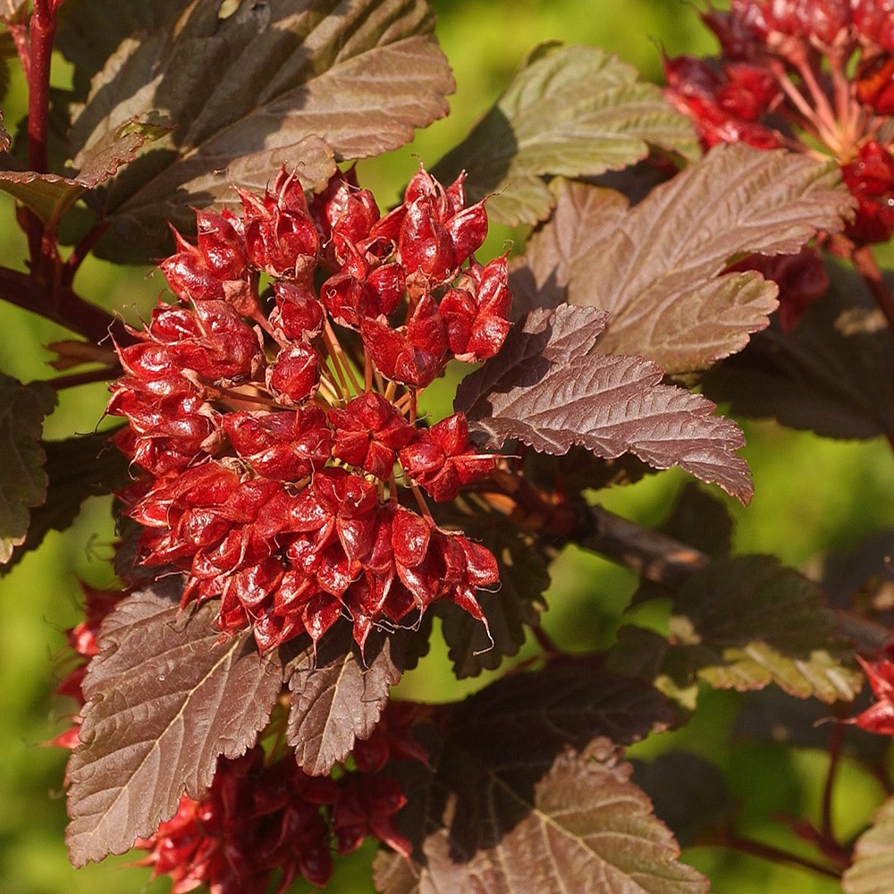 Physocarpus Opulifolius Little Angel | Ninebark