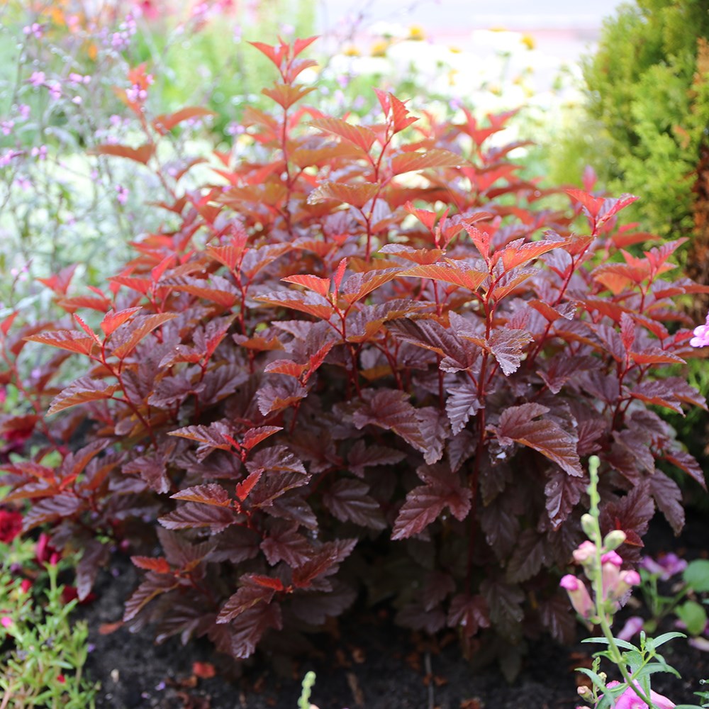 Physocarpus Opulifolius Little Angel | Ninebark