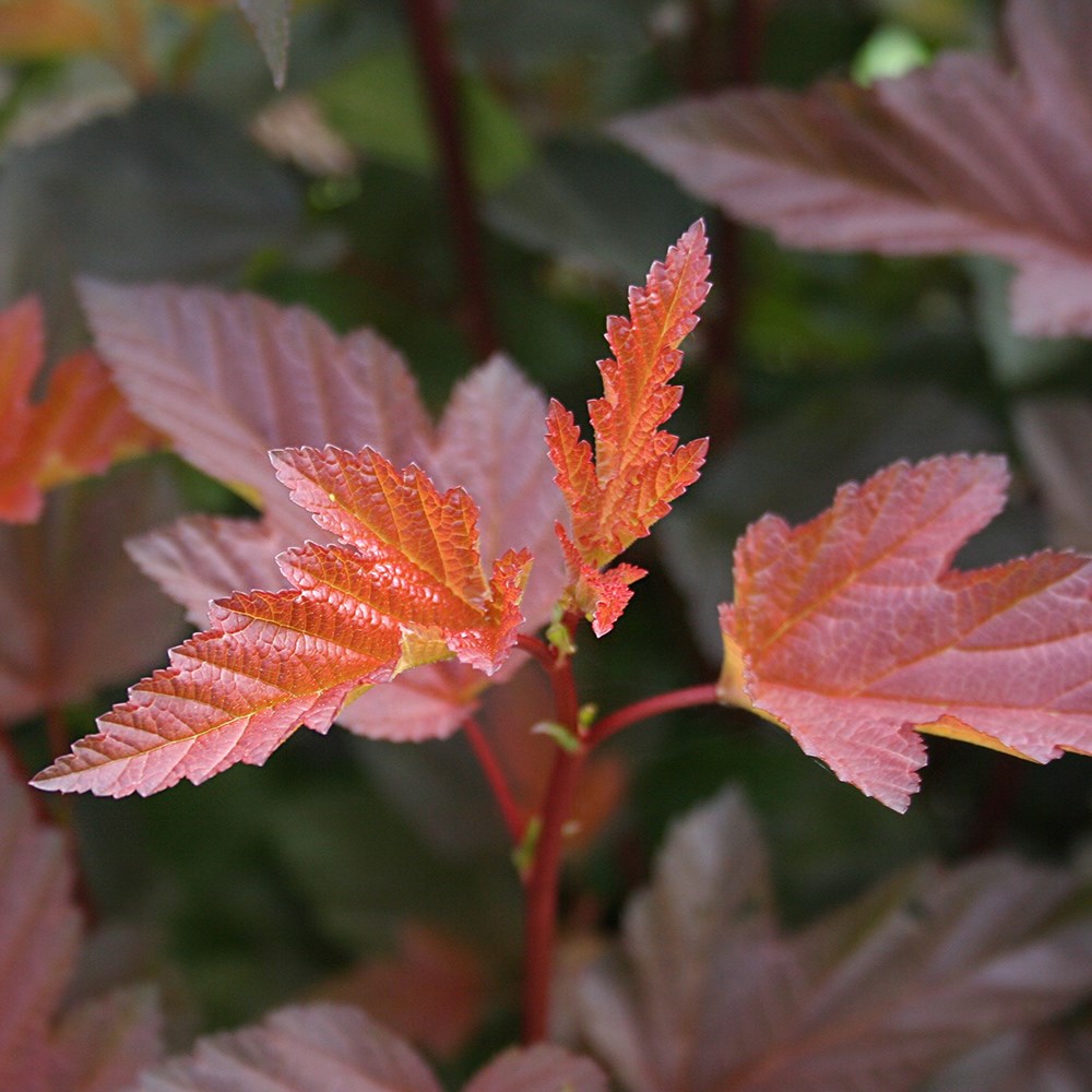 Physocarpus Opulifolius Little Angel | Ninebark