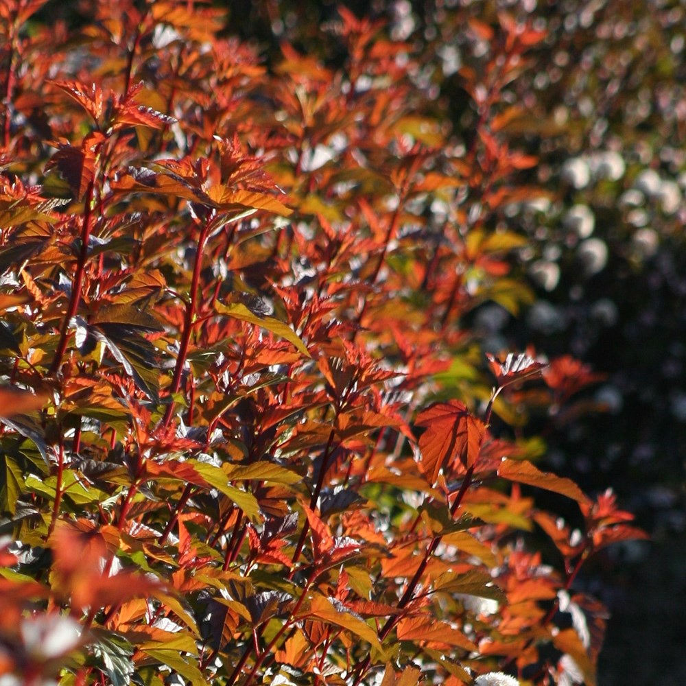 Physocarpus Opulifolius Little Angel | Ninebark