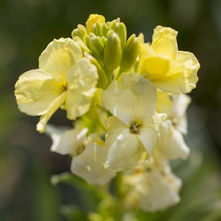 Wallflower Primrose Dame | Erysimum