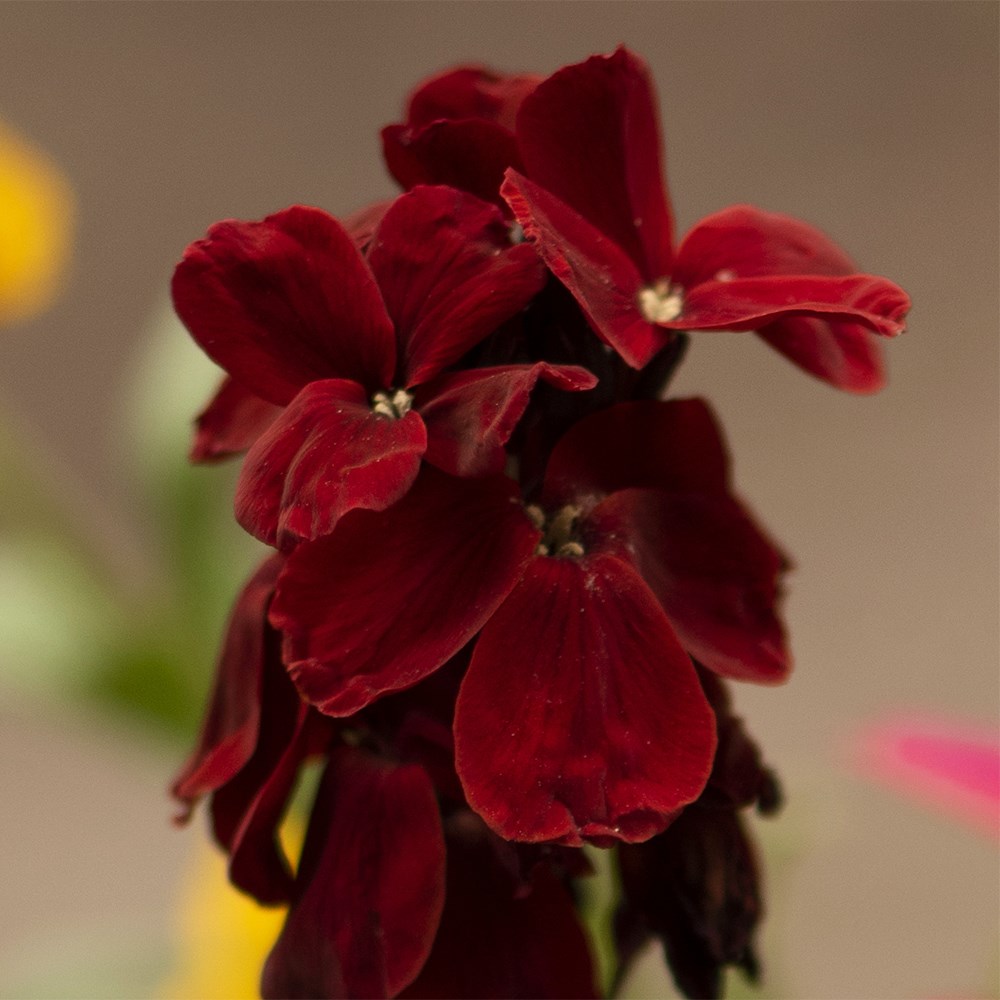 Wallflower Vulcan | Erysimum
