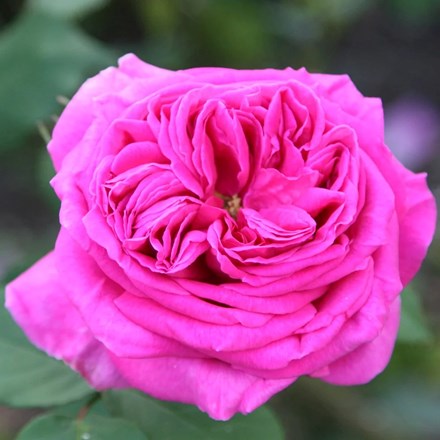 Rosa Madame Isaac Péreire | Bourbon Bush Rose