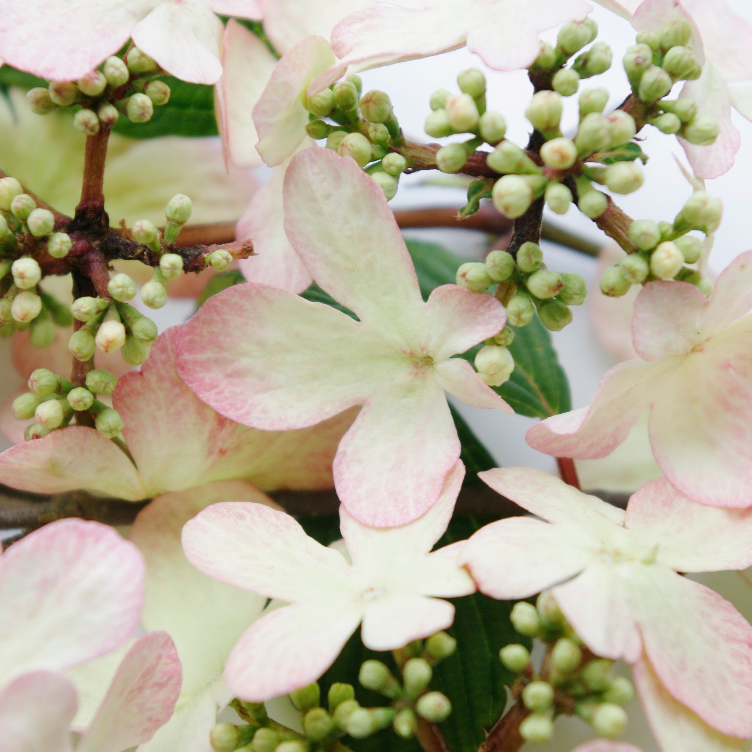 Viburnum plicatum Kilimanjaro Sunrise | Viburnum