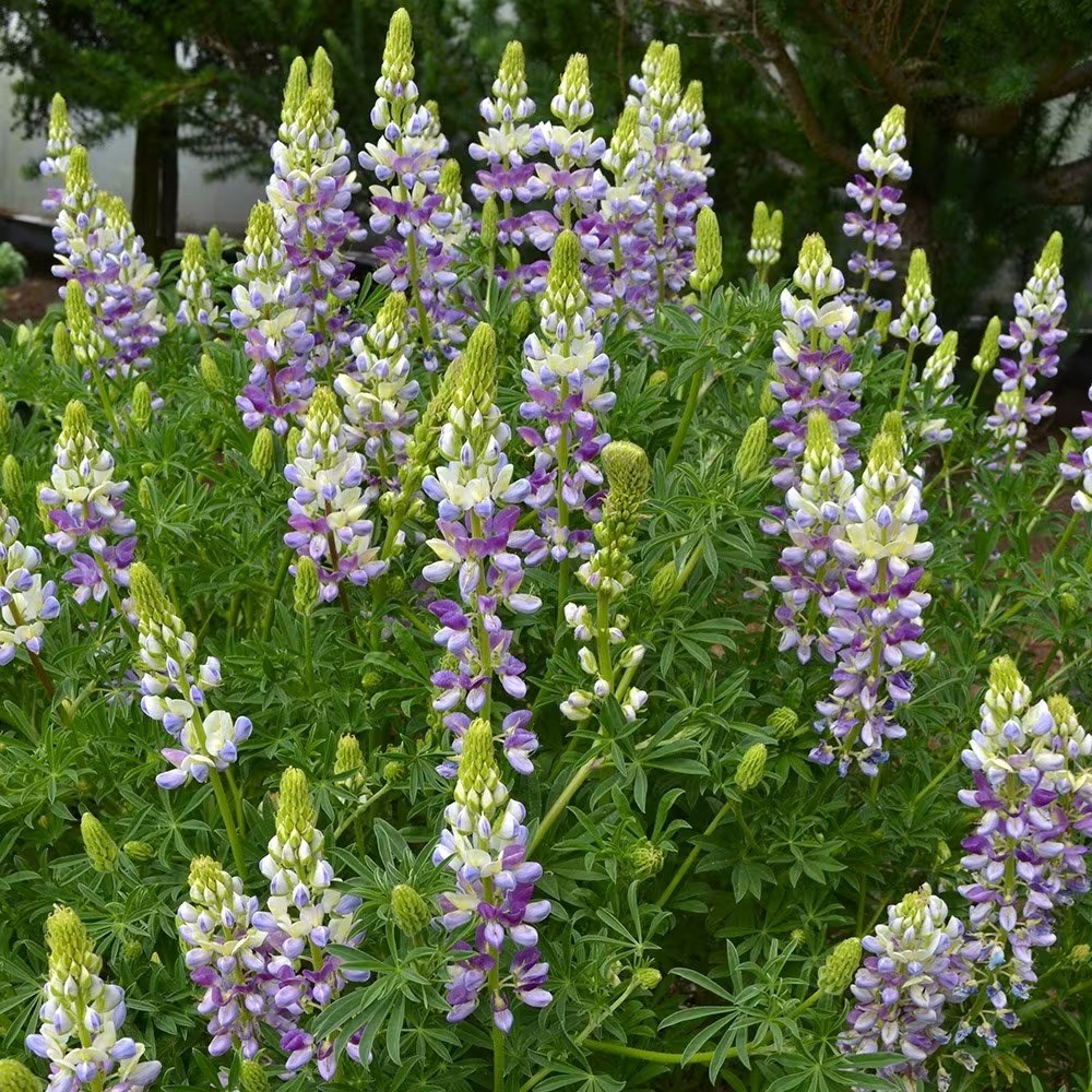 Lupinus Arboreus Lavender Spires | Tree Lupin