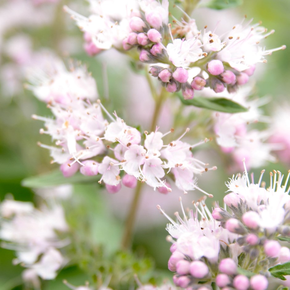 Caryopteris × clandonensis Pink Perfection (Lisspin) (PBR) | Bluebeard | 2L Pot