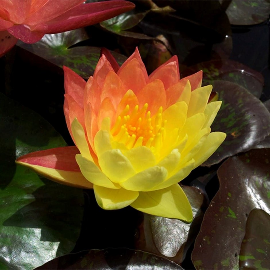 Nymphaea Wanvisa | Water Lily