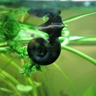 Ramshorn Snails