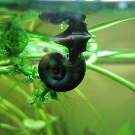 Ramshorn Snail | Planorbis Corneus