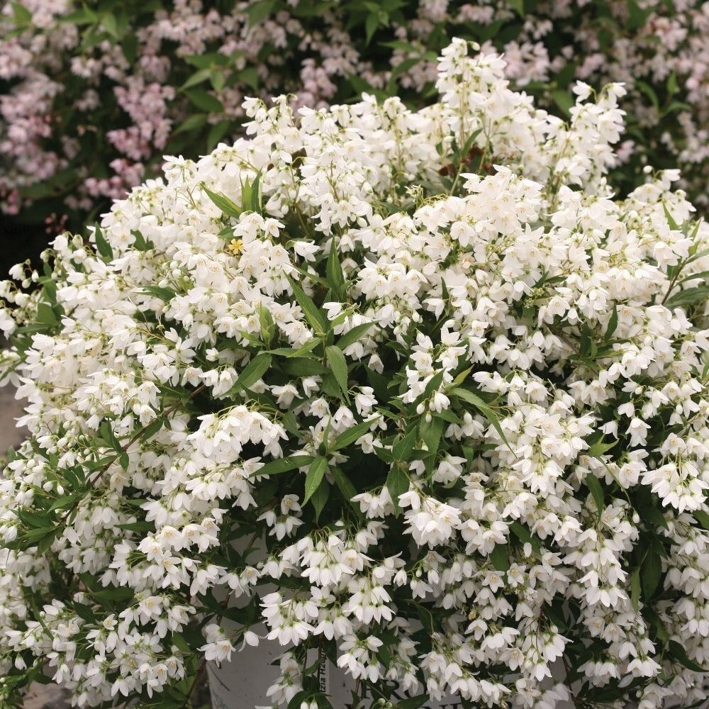 Deutzia × Rosea Yuki Snowflake