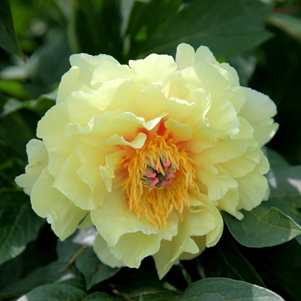 Paeonia Bartzella | Intersectional Paeony Or Peony