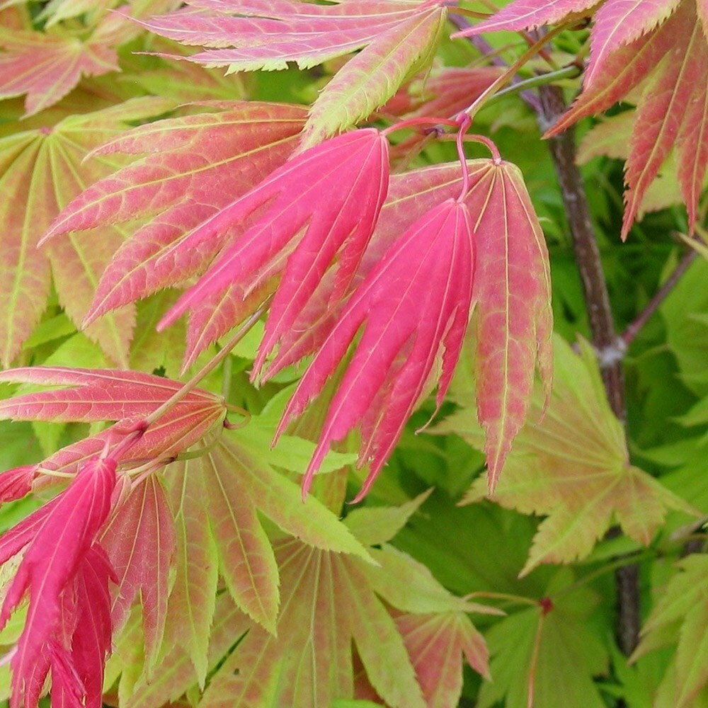 Acer shirasawanum Moonrise (Munn 001) (PBR) | Maple | 3L Pot | 40cm tall
