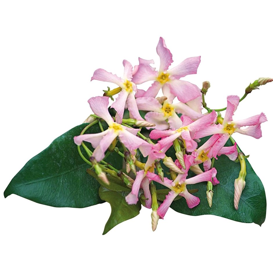 Trachelospermum Asiaticum Pink Showers | Pink Chinese Jasmine