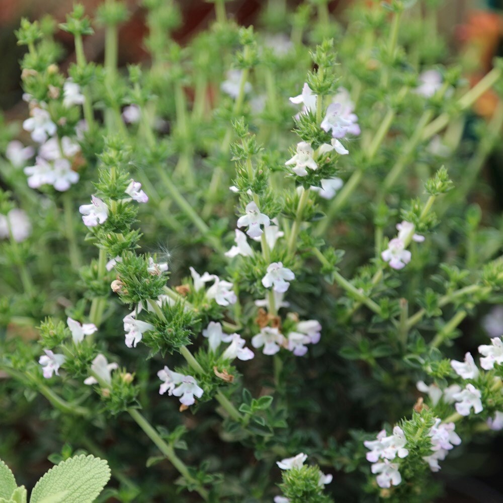 Winter Savory | Satureja Montana