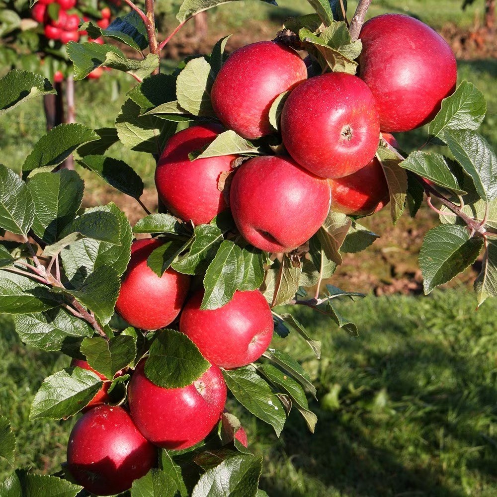 Apple Red Windsor | Eating / Dessert Apple