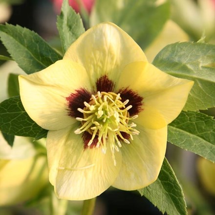 Helleborus Harvington Yellow With Dark Eye | Lenten Rose Or Hellebore