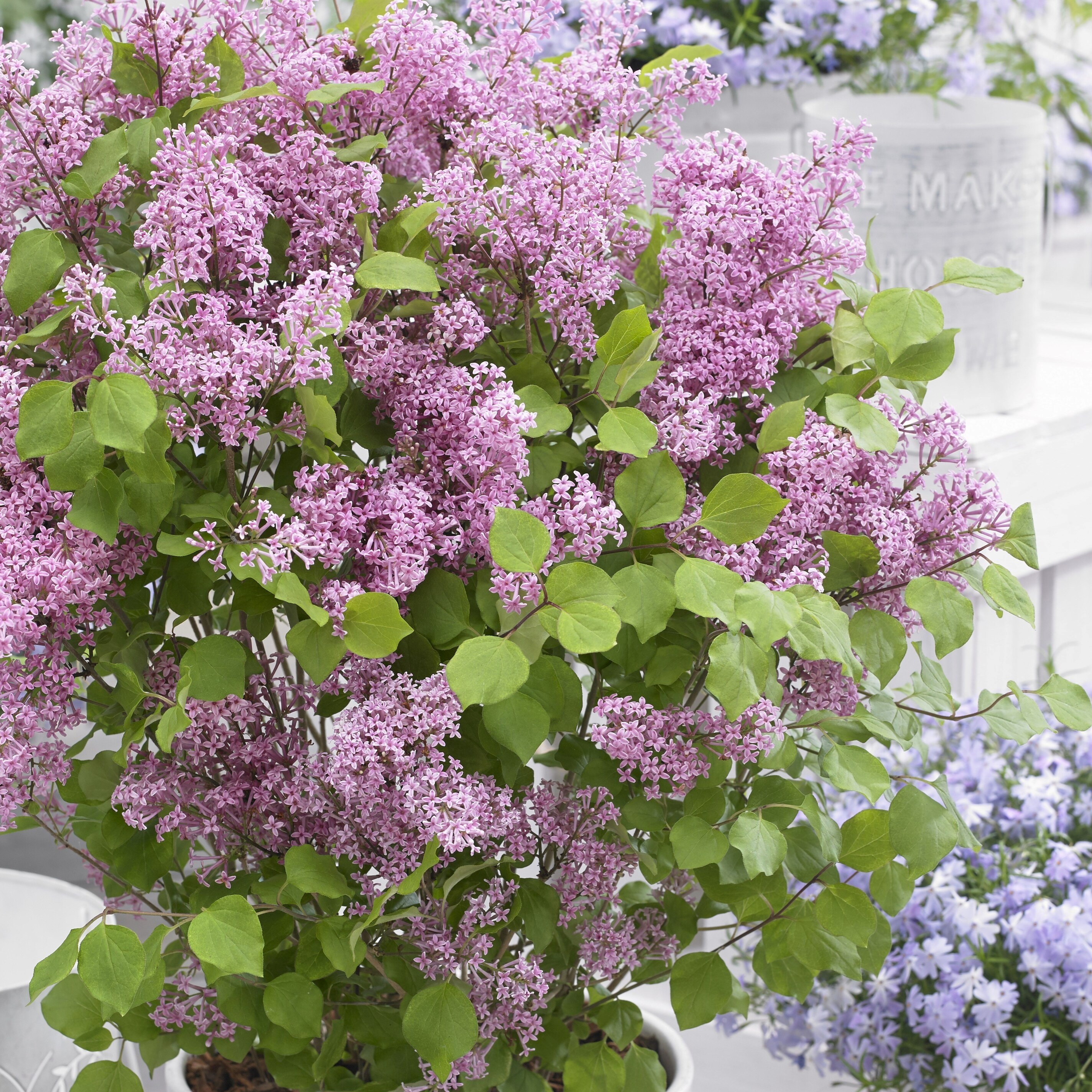 Syringa Meyeri Flowerfesta Pink | Repeat Flowering Dwarf Lilac