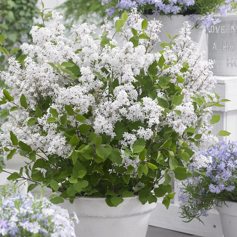 Syringa Flowerfesta White | Repeat Flowering Dwarf Lilac