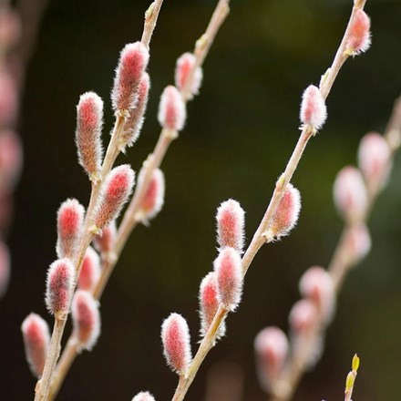 Salix gracilistyla 'Mount Aso' | Japanese Pink Pussy Willow |