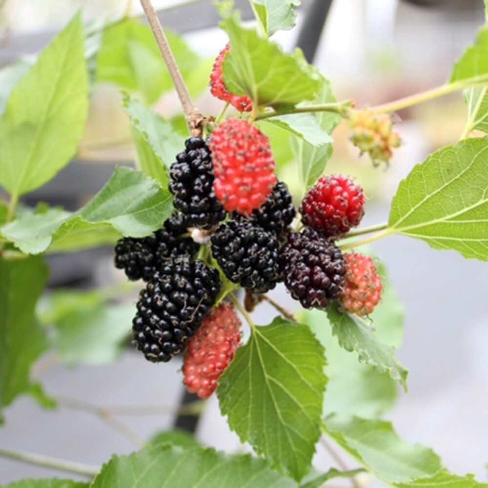Mulberry Dwarf Mojo Berry | RHS Chelsea Flower Show Plant Of The Year 2017