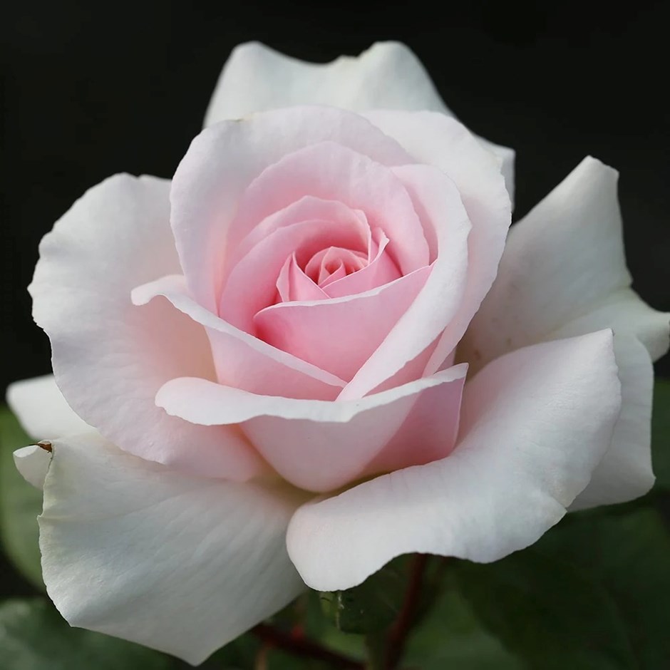 Rosa A Whiter Shade Of Pale | Hybrid Tea Bush Rose