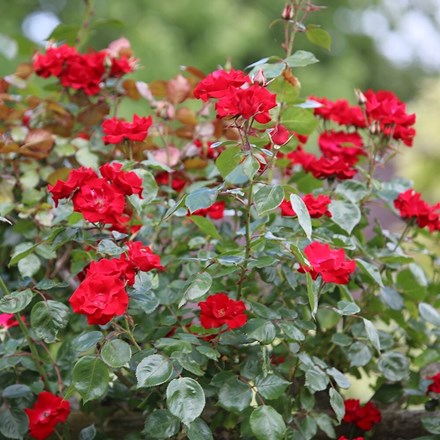 Rosa Parkdirektor Riggers | Climbing Rose