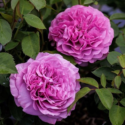 Rosa Lavender Ice | Floribunda Bush Rose