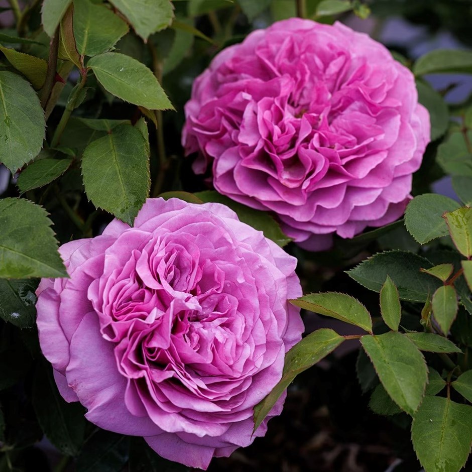 Rosa Lavender Ice | Floribunda Bush Rose
