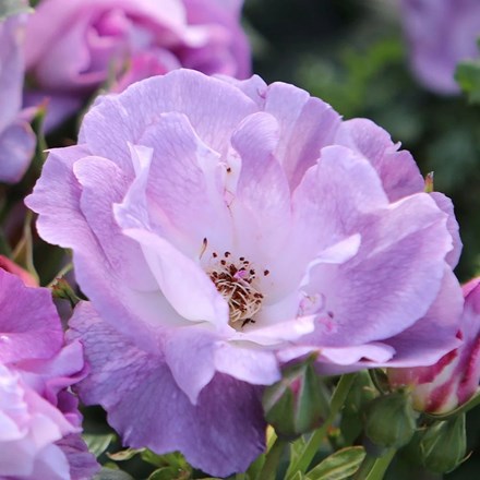 Rosa 'Blue for You' ('Pejamblu') (PBR) | Floribunda Rose |