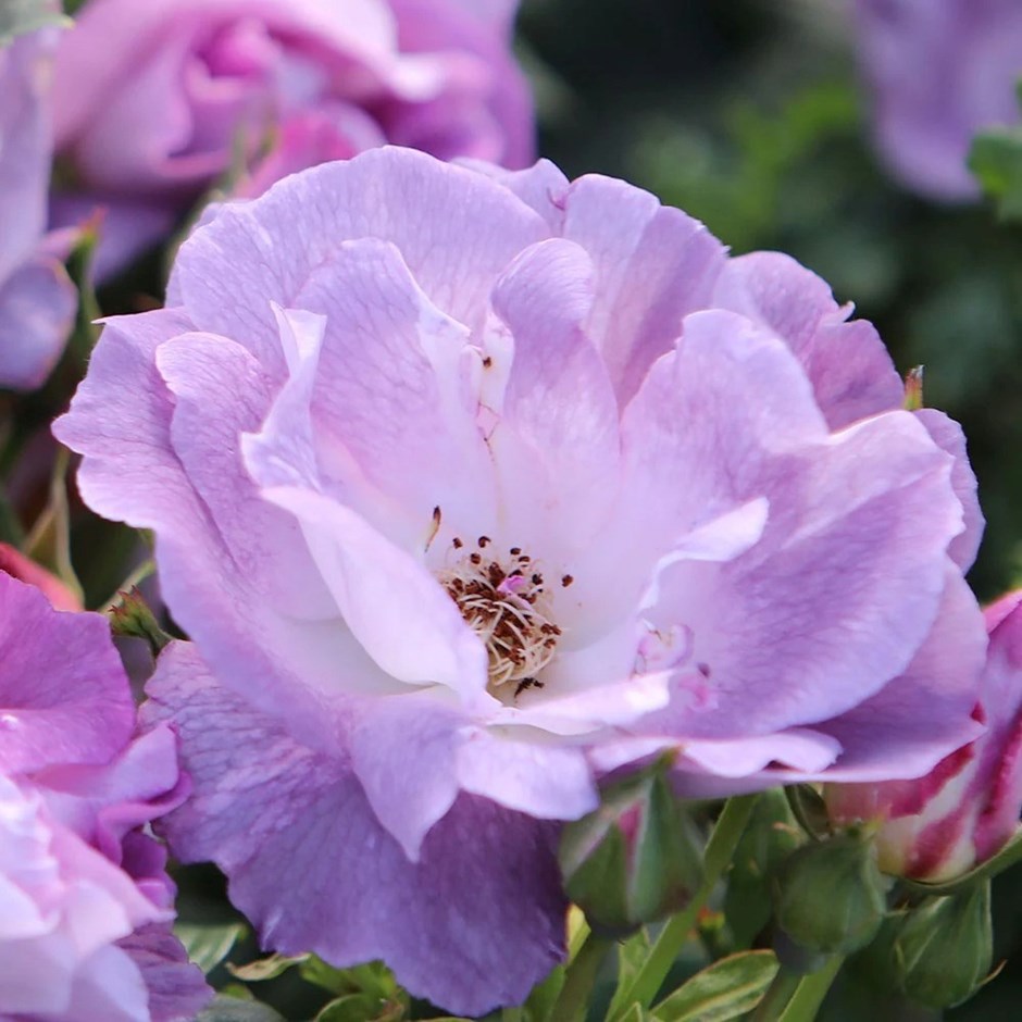 Rosa Blue for You | Floribunda Bush Rose