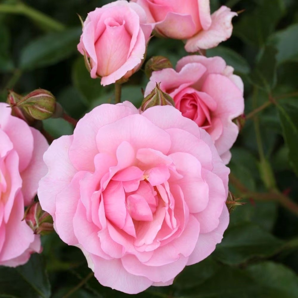 Rosa Happy Retirement | Floribunda Bush Rose