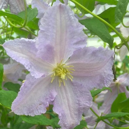 Clematis Blekitny Aniol | Clematis