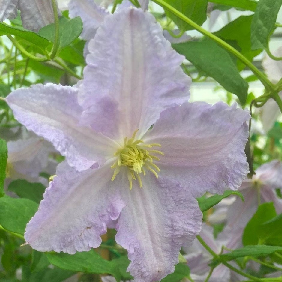 Clematis Blekitny Aniol | Clematis