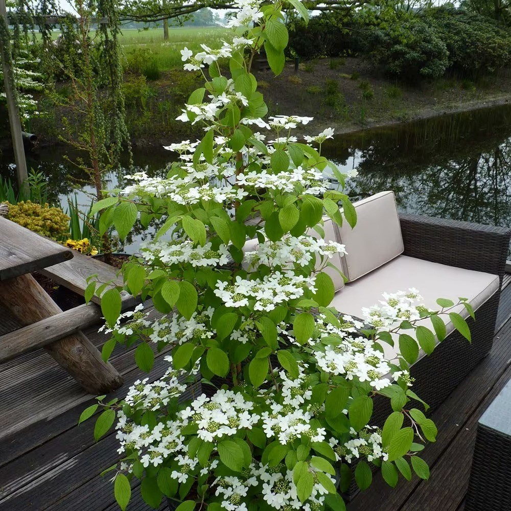 Viburnum Plicatum F. Tomentosum Kilimanjaro