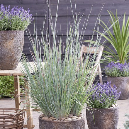 Schizachyrium scoparium Standing Ovation | Little Bluestem