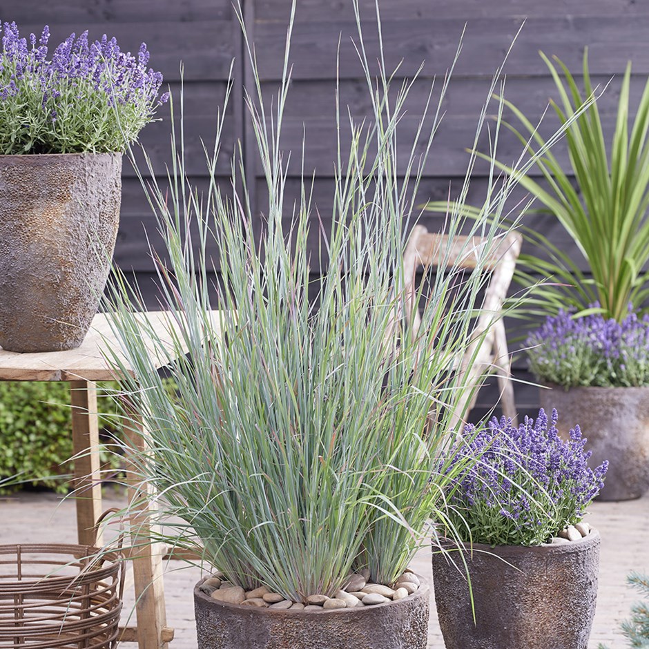 Schizachyrium scoparium Standing Ovation | Little Bluestem