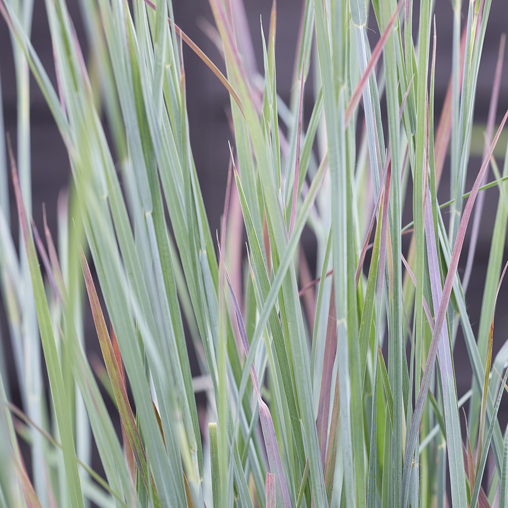 Schizachyrium scoparium Standing Ovation | Little Bluestem